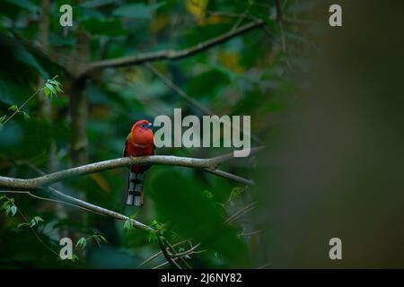 A red-headed trogon in typical habitat at the Latpanchar Stock Photo