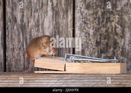 A tiny harvest mouse amongst tools on a shelf in a workshop Stock Photo