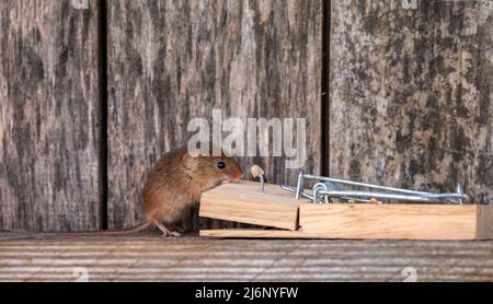 A tiny harvest mouse amongst tools on a shelf in a workshop Stock Photo