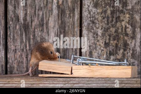 A tiny harvest mouse amongst tools on a shelf in a workshop Stock Photo