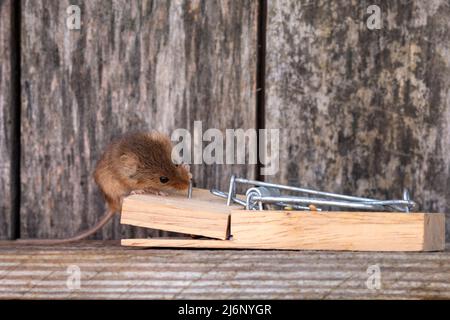 A tiny harvest mouse amongst tools on a shelf in a workshop Stock Photo
