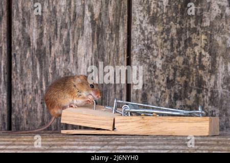 A tiny harvest mouse amongst tools on a shelf in a workshop Stock Photo