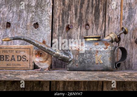 A tiny harvest mouse amongst tools on a shelf in a workshop Stock Photo