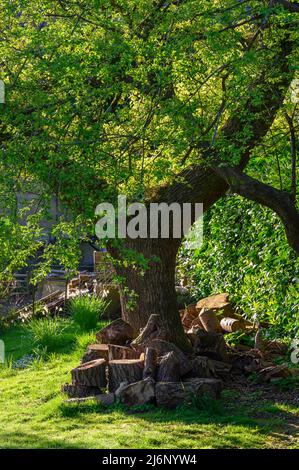 Big, cut logs of a conifer tree piled up on the ground around an oak tree in a garden in West Sussex, England, in early spring sunrise. Stock Photo