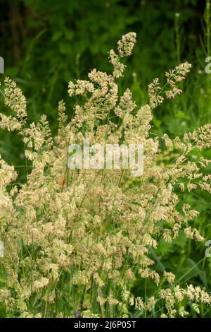 Italy, Lombardy, Cocksfoot Grass, Dactylis Glomerata, Flowers Stock Photo