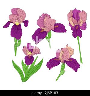 Collection of Blooming Iris flowers. Bright color spring Botanical illustration. Hand drawn and isolated on a white background. Vector. Set of iris bu Stock Vector