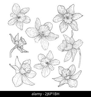 Beautiful blooming daffodil flower set. Buds for wedding and romantic decor. Outline. Spring mood. Floral collection in doodle style. Black-white vect Stock Vector