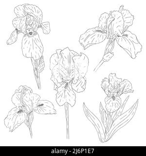 Set of blooming iris flowers. Collection of colors with texture in the outline style. Sketch for the design of cards and invitations. Black-white Bota Stock Vector