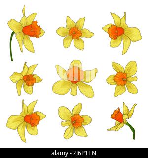 Beautiful blooming daffodil flower set.Buds with white and yellow petals for the wedding and romantic Spring mood decor.Floral collection in doodle st Stock Vector