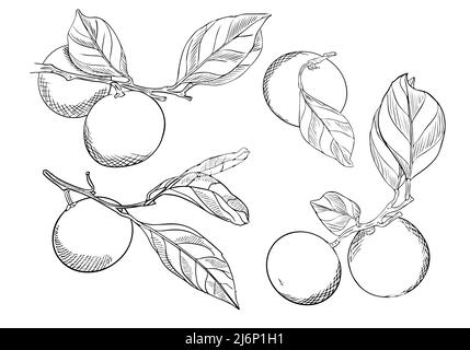 Set of tangerines on branches with leaves.Collection of citrus fruits.Doodle style.Sketch is hand drawn and isolated on white.Outline drawing with hat Stock Vector