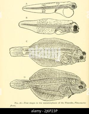 Four stages in the metamorphosis of the Flounder, Plcuronectes flcsus from the book ' Reptiles, amphibia, fishes and lower chordata ' by Joseph Thomas Cunningham, Richard Lydekker, George Albert Boulenger, John Arthur Thomson, Publication date 1912 Publisher London : Methuen Stock Photo