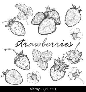 Large set of strawberries. Collection with berries, whole and halves, leaves and blooming strawberry flowers. Hand drawn and isolated on white. Black Stock Vector