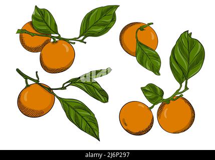 Set of tangerines on branches with leaves. Collection of citrus fruits.Doodle style.The sketch is hand-drawn and isolated on white.Outline drawing wit Stock Vector