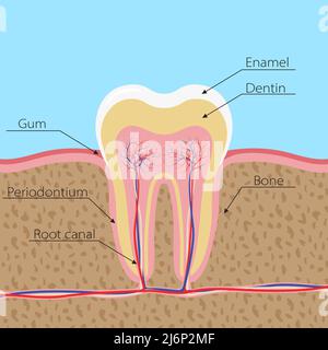 Structure of the human tooth. The tooth is incised in the gum, with nerves and blood vessels. Infographics in dentistry with the names of the elements Stock Vector