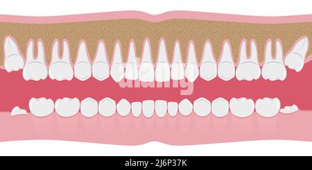 Healthy white human teeth in a row. Beautiful, even teeth with roots. The gums are cut to the bone. Structure of the jaw.Infographic elements for dent Stock Vector