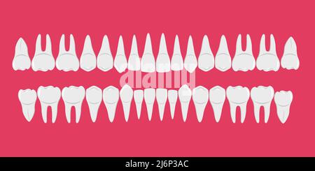 Healthy white human teeth in a row. Beautiful, even teeth with roots. Infographic elements for dentists and orthodontists. A flat-style banner. Isolat Stock Vector