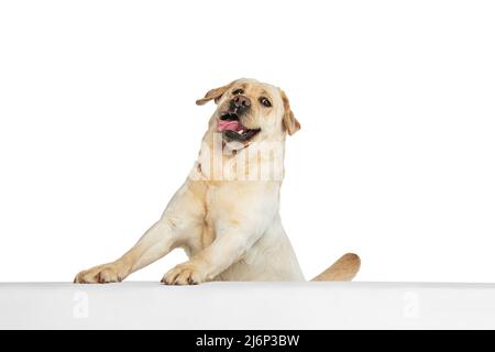 Half-length portrait of adorable Labrador Retriever, cute dog looking at camera isolated on white studio background. Concept of motion, action, pet's Stock Photo