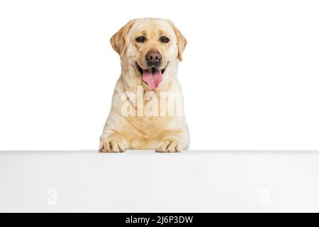 Half-length portrait of adorable Labrador Retriever, cute dog looking at camera isolated on white studio background. Concept of motion, action, pet's Stock Photo