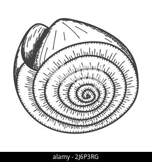 Hand-drawn seashells. Empty spiral solid shell of a clam or snail. Sketch style, engraved drawing. Black and white illustration isolated on a white ba Stock Vector