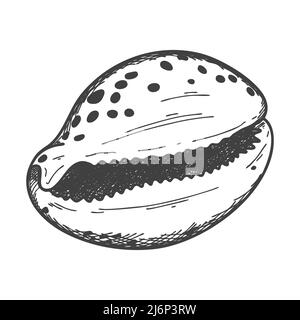 Hand-drawn seashells. An empty, closed, flat, oval solid shell of a mollusc or snail. Sketch style, engraved drawing. Black and white illustration iso Stock Vector