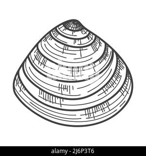 Hand-drawn seashells. An empty, closed, flat, oval solid shell of a mollusc or snail. Sketch style, engraved drawing. Black and white illustration iso Stock Vector