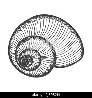 Hand-drawn seashells. Empty spiral solid shell of a clam or snail. Sketch style, engraved drawing. Black and white illustration isolated on a white ba Stock Vector