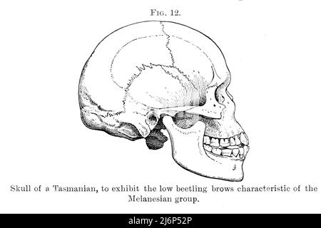 Skull of Tasmanian, to exhibit the low beetling brows characteristic of the Melanesian Group from the book ' Guide to the specimens illustrating the races of mankind (anthropology), exhibited in the Department of Zoology, British Museum (Natural History) ' by British Museum (Natural History). Dept. of Zoology; Richard Lydekker, 1849-1915 Publication date 1908 Stock Photo