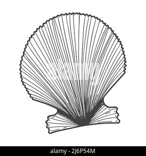 Hand-drawn seashells. An empty, closed, flat, oval solid shell of a mollusc or snail. Sketch style, engraved drawing. Black and white illustration iso Stock Vector