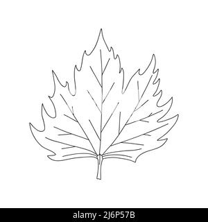 Maple leaf. Botanical decorative element. Symbol of autumn. Simple black and white vector illustration, hand drawn, isolated on a white background Stock Vector