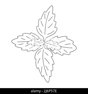 Basil leaves. Botanical design element for cooking magazines, menus, and recipes. Simple black and white vector illustration drawn by hand, isolated o Stock Vector