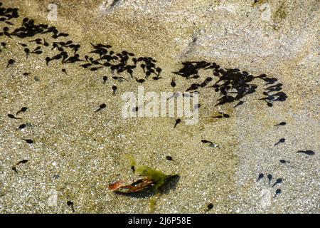 Tadpoles (also called a pollywogs) are the larval stage in the life ...