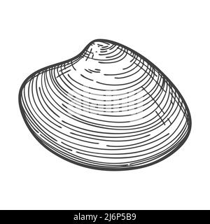 Hand-drawn seashells. An empty, closed, flat, oval solid shell of a mollusc or snail. Sketch style, engraved drawing. Black and white illustration iso Stock Vector