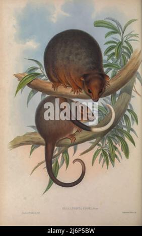 Eastern ring-tailed possum, (Pseudocheirus peregrinus Here as Phalangista cookii). Natural History artwork from the book ' The mammals of Australia ' by John Gould, 1804-1881 Publication date 1863 Publisher  London, Printed by Taylor and Francis, pub. by the author Volume 1 (1863)