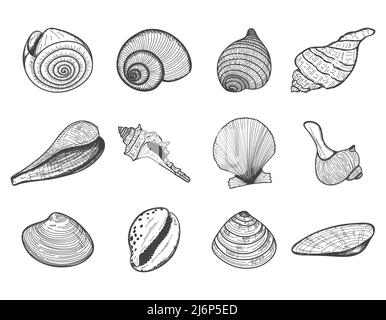 A set of empty seashells. The sketch shells of molluscs, shellfish, mussels, Nautilus. The engraved drawing is hand drawn. Doodle style. Black and whi Stock Vector