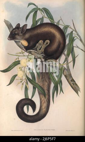 Yellow-bellied Glider (Petaurus australis Here as Belideus flaviventer) Natural History artwork from the book ' The mammals of Australia ' by John Gould, 1804-1881 Publication date 1863 Publisher  London, Printed by Taylor and Francis, pub. by the author Volume 1 (1863) Stock Photo