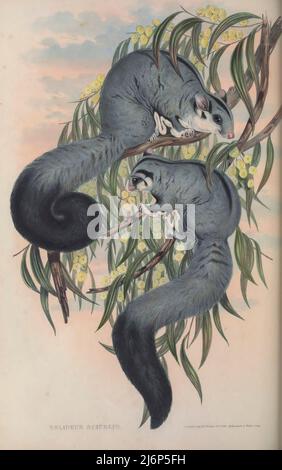 Squirrel Gliders The squirrel glider (Petaurus norfolcensis Here as Belideus sciureus) is a nocturnal gliding possum. The squirrel glider is one of the wrist-winged gliders of the genus Petaurus Natural History artwork from the book ' The mammals of Australia ' by John Gould, 1804-1881 Publication date 1863 Publisher  London, Printed by Taylor and Francis, pub. by the author Volume 1 (1863) Stock Photo