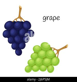 Grapes on a twig, green and blue berries. Fruit, berry icon. Flat design. Color vector illustration isolated on a white background Stock Vector