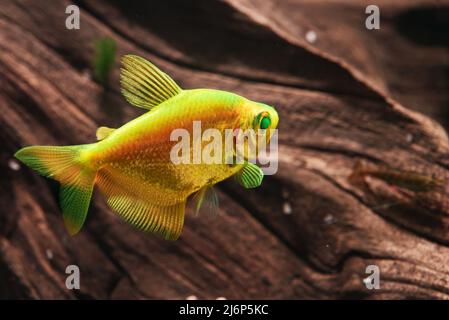 Aquarium with yellow colored glofish. Gymnocorymbus ternetzi. Stock Photo