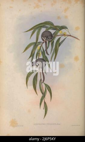 Feathertail glider (Acrobates pygmaeus), gliding, at night ...