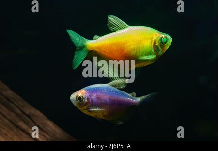 Aquarium with colored glofishes. Gymnocorymbus ternetzi. Stock Photo