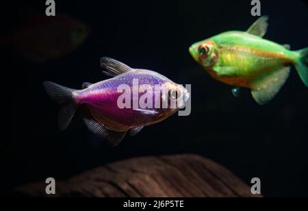 Aquarium with colored glofishes. Gymnocorymbus ternetzi. Stock Photo