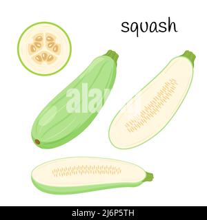 Zucchini is fresh. Squash whole, half with seeds and slice in cross section.Vegetable, ingredient, the element of packaging design for food, recipes. Stock Vector