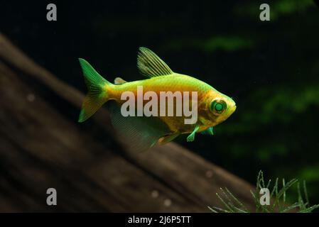 Aquarium with yellow colored glofish. Gymnocorymbus ternetzi. Stock Photo