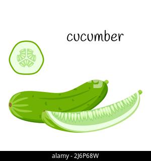 Fresh cucumber. Whole, quarter and slice in cross section. Vegetable, ingredient, the element of packaging design for food, recipes, menus. Isolated o Stock Vector