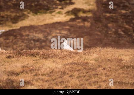 Mountain hare (Lepus timidus) also known as the Blue hare, Cairngorms National Park Perthshire Scotland UK. March 2022 Stock Photo