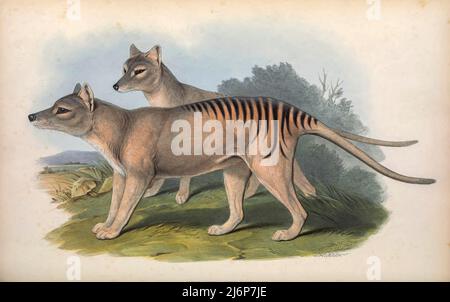 EXTINCT The thylacine (Thylacinus cynocephalus) is an extinct carnivorous marsupial that was native to the Australian mainland and the islands of Tasmania and New Guinea. The last known live animal was captured in 1930 in Tasmania. It is commonly known as the Tasmanian tiger Natural History artwork from the book ' The mammals of Australia ' by John Gould, 1804-1881 Publication date 1863 Publisher  London, Printed by Taylor and Francis, pub. by the author Volume 1 (1863)