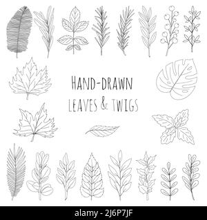 A set of leaves and twigs drawn by hand. Botanical decorative elements for the design of articles, magazines, recipes and menus. Simple black white ve Stock Vector