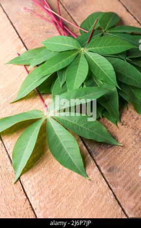 cassava or manihot plant leaves on a wooden table top, also known as manioc, yuca or brazillian arrowroot, calorie-rich vegetable greens foliage Stock Photo