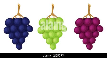 Grapes on a twig, green and blue berries. Fruit, berry icon. Flat design. Color vector illustration isolated on a white background Stock Vector