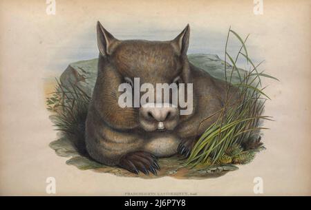 The northern hairy-nosed wombat (Lasiorhinus krefftii, Here as Phascolomys lasiorhinu) or yaminon is one of three extant species of Australian marsupials known as wombats. It is one of the rarest land mammals in the world and is critically endangered. Its historical range extended across New South Wales, Victoria, and Queensland as recently as 100 years ago, but it is now restricted to one place, a 3 km2 (1.2 sq mi) range within the 32 km2 (12 sq mi) Epping Forest National Park in Queensland. With the species threatened by wild dogs, the Queensland Government built a 20-kilometre (12 mi)-long Stock Photo